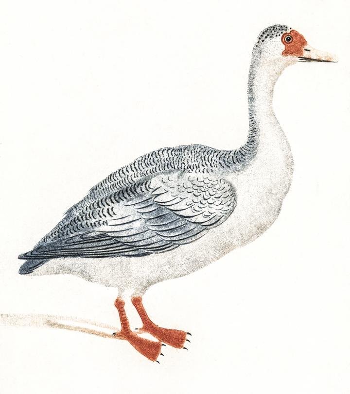 A Goose by Johan Teyler