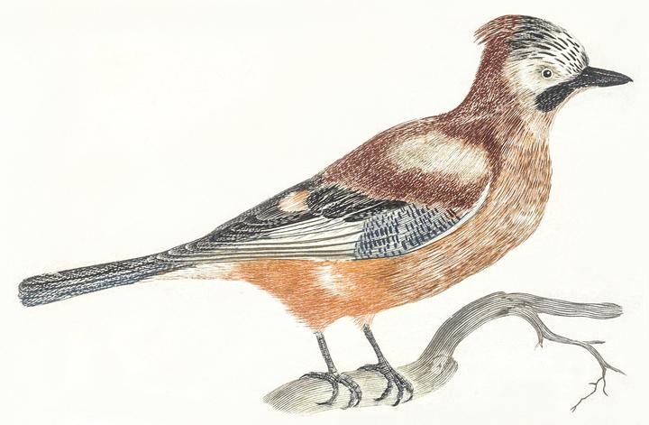 A Jay by Johan Teyler