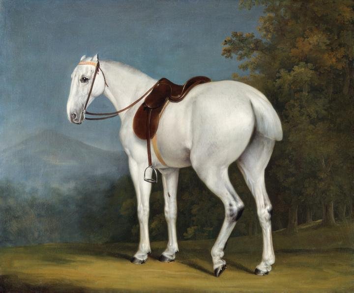 A Lady-s Grey Hunter