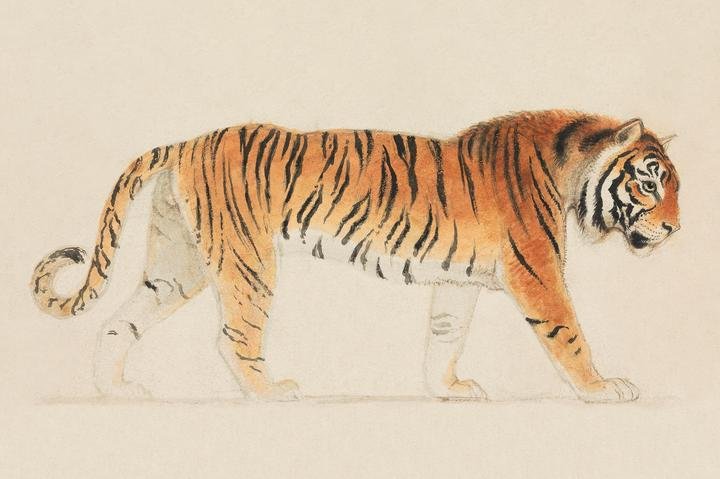 A Tiger Full-Length in Profile Walking Towards Right