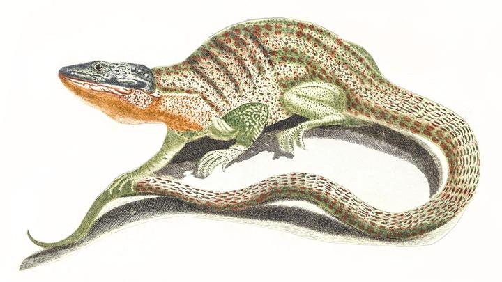 A lizard by Johan Teyler