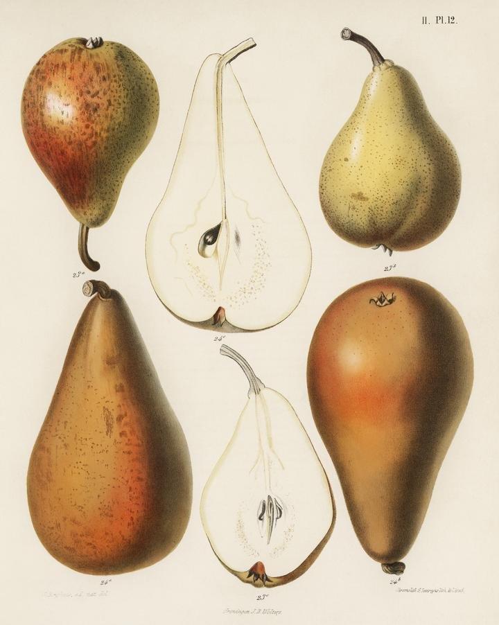 A vintage chromolithograph of fresh pears