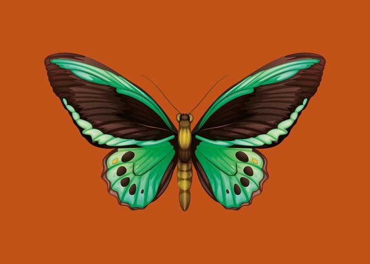 Animal & Birds Art 3