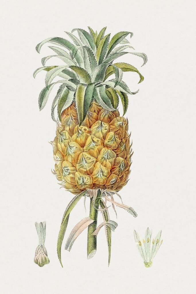 Antique of Ananas