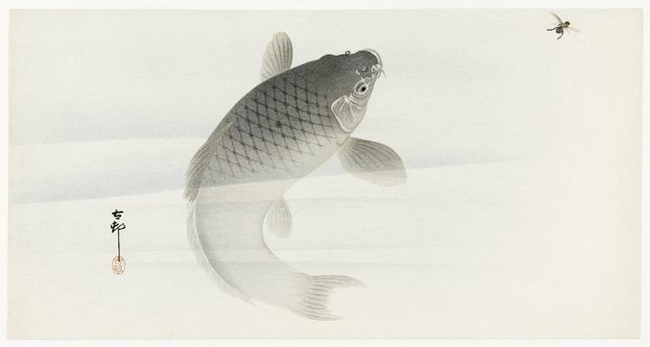 Carp and fly 1900-1930