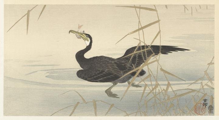 Cormorant with fish (1900-1930)