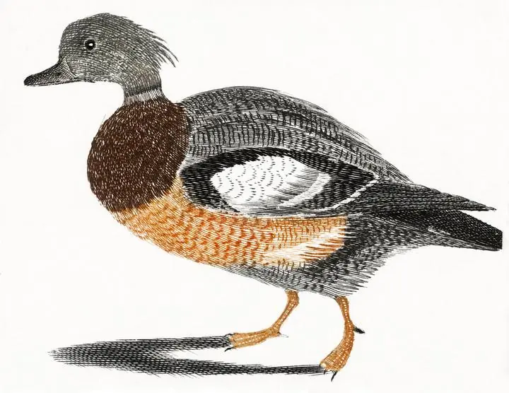 A Duck by Johan Teyler