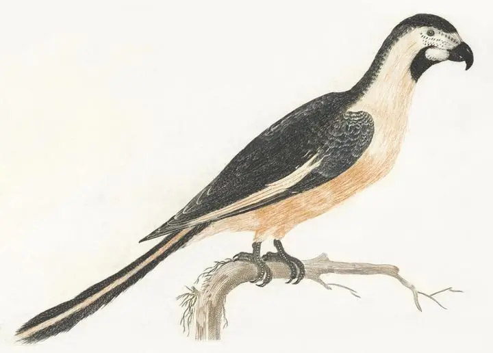 A Parrot by Johan Teyler