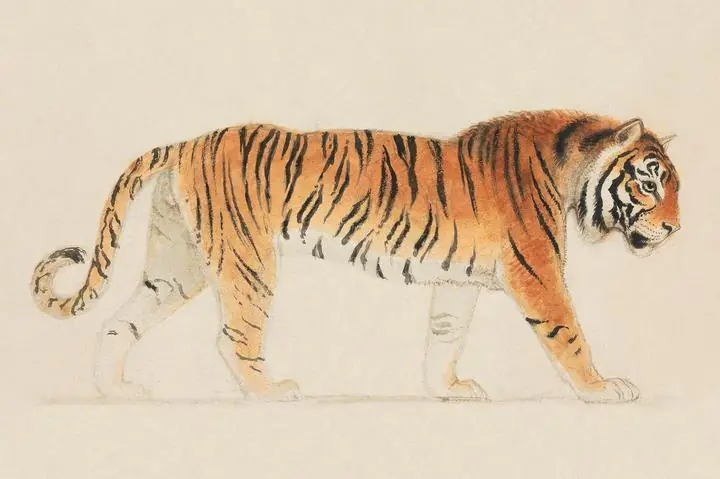 A Tiger Full-Length in Profile Walking Towards Right