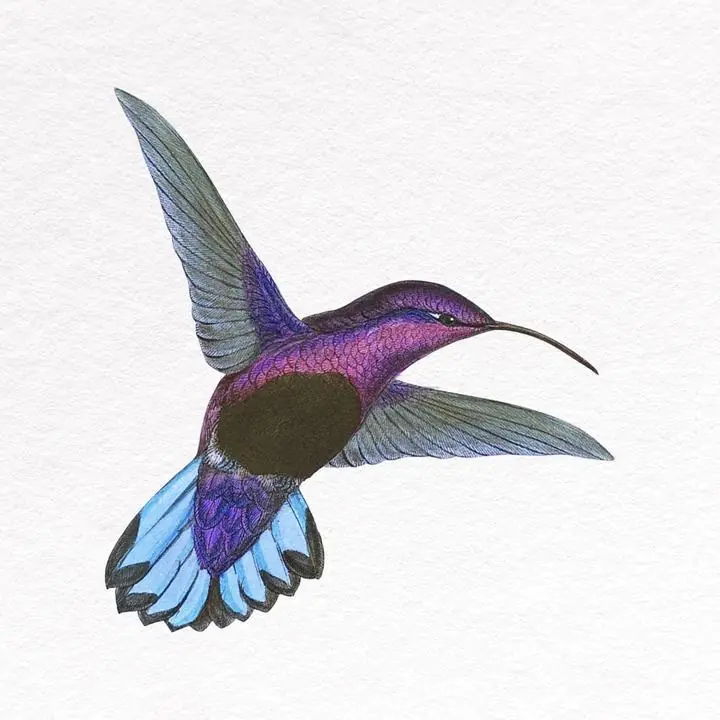 Aesthetic purple Hummingbird