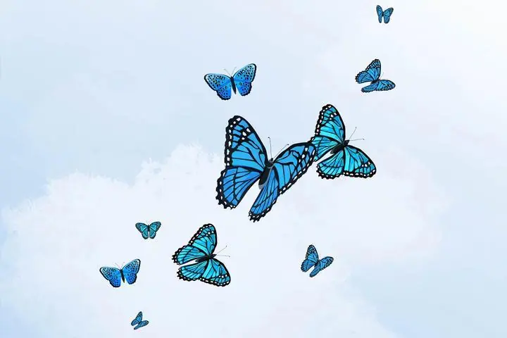 Aesthetic sky butterfly