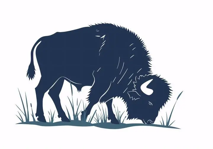 American Bison Grazing