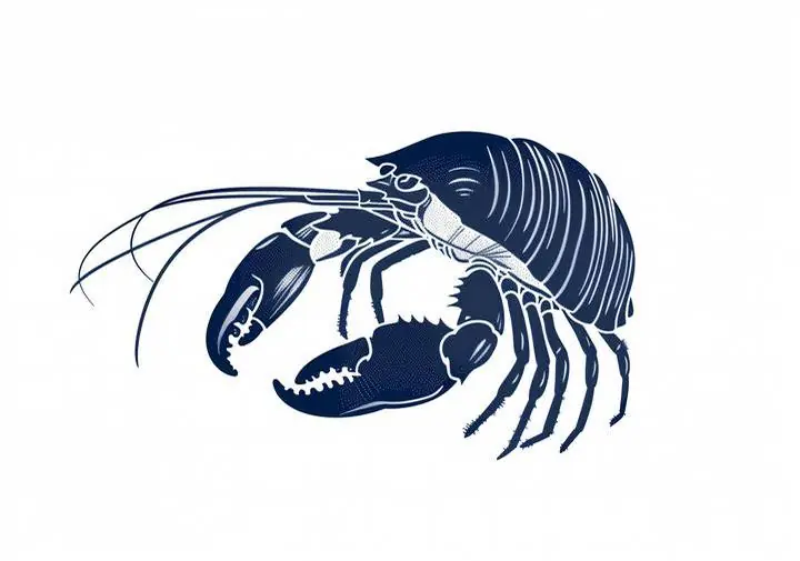 American Lobster illustration