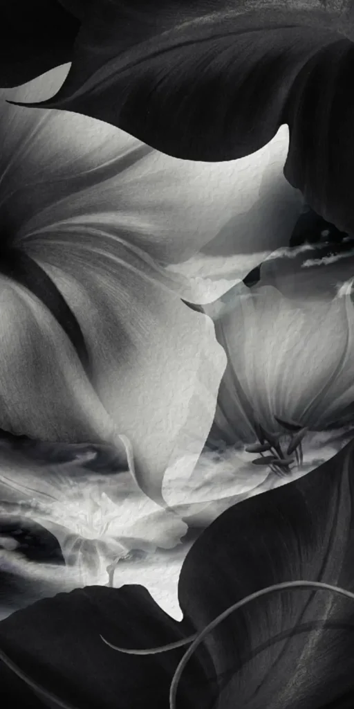 Black And White Tulip