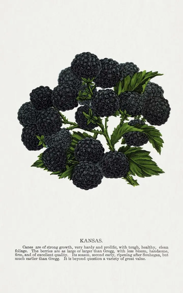 Black Blackberries, Aesthetic Art, Fruits, Wallpaper, Wall Art, Acrylic, Stretch Ceiling, Glass Film, Wall Mural, Home Decor, Kids, Bedroom, living room, Office, UV Print, Flat bed, Embossed, Artist, Design, Canvas, Canvas Print, Art Prints, Foamboard, Sand Art, Vinyl, Tote Bag, Leather, Rexine, Carpet, Mat, Backlit Fabric, ACP, Print, Metal, Surat, Gujarat, India