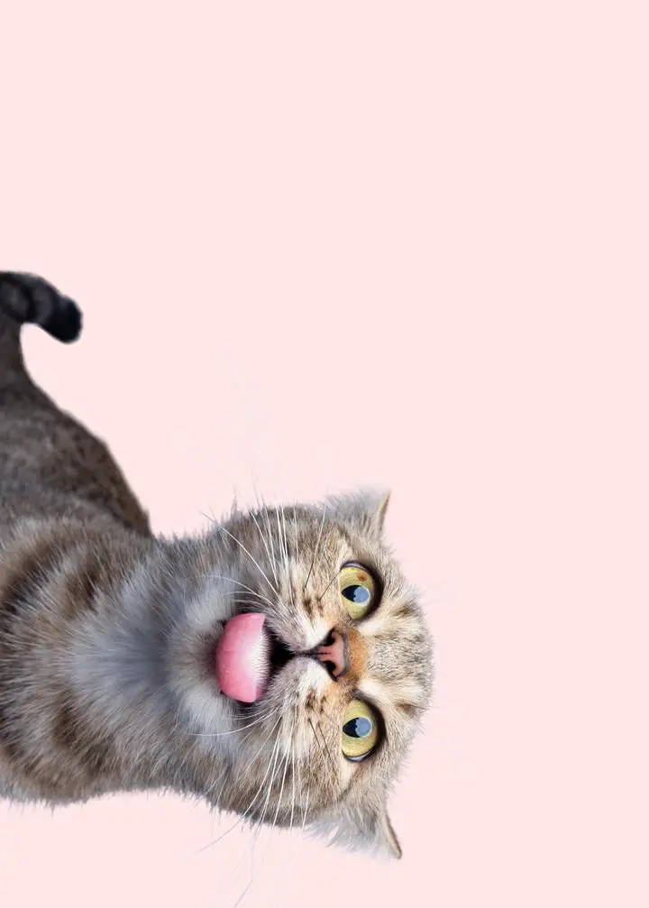 Cat Playful Feline Portrait