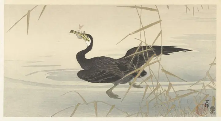 Cormorant with fish (1900-1930)