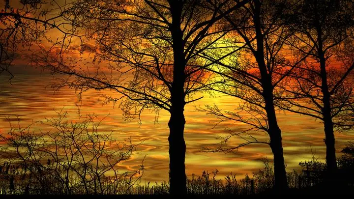 Orange Sunset Behind Trees