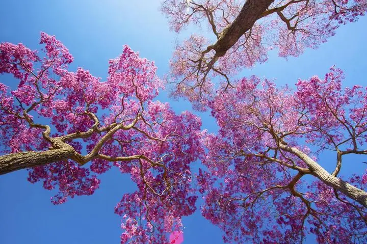 Pink Tree Branches
